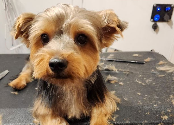Professional Dog Groomers Waxahachie